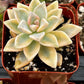 Variegated Ghost Plant
