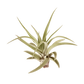 10pk Veluntina Air Plants