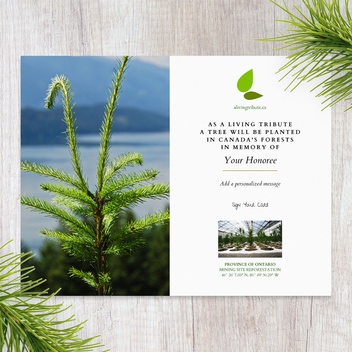 Planta un árbol en Canadá con tarjeta conmemorativa por correo