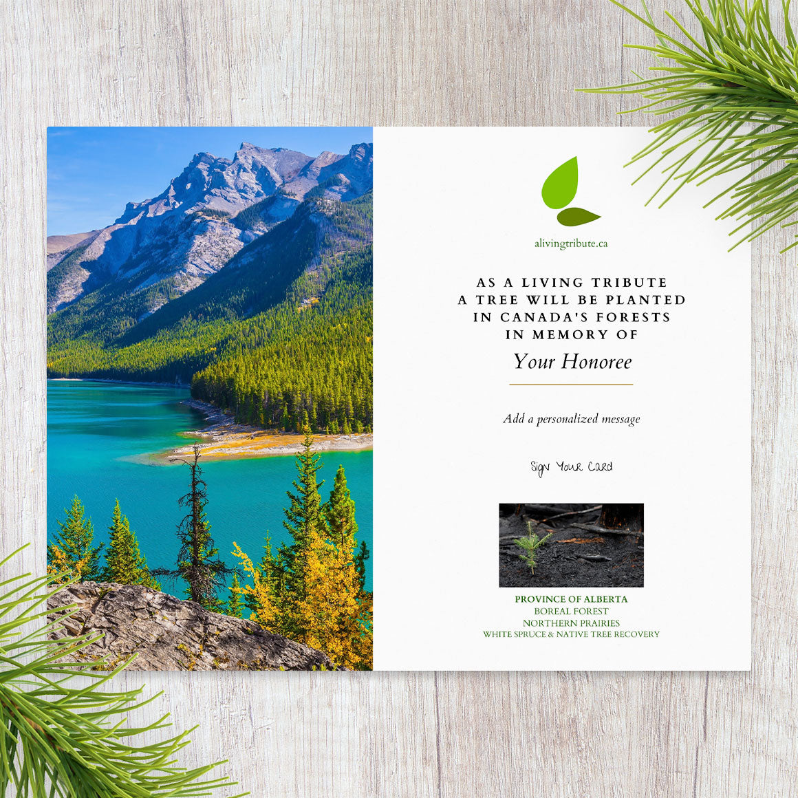 Planta un árbol en Canadá con tarjeta conmemorativa por correo