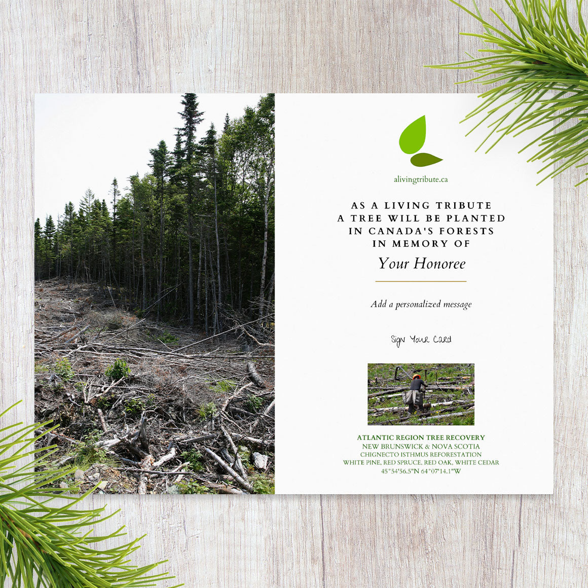 Planta un árbol en Canadá con tarjeta conmemorativa por correo