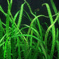 Cryptocoryne Balansae