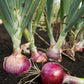 100 SCARLET BANDIT Bunching ONION Red Allium Cepa Vegetable Seeds