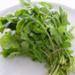 ARUGULA Seeds, Rocket