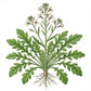 ARUGULA Seeds, Rocket