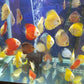 Red Melon Discus (Red Marlboro)