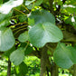 50 GOLDEN KIWI FRUIT Yellow Actinidia Chinensis Kiwifruit Chinese Gooseberry Flower Vine Seeds