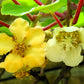 50 GOLDEN KIWI FRUIT Yellow Actinidia Chinensis Kiwifruit Chinese Gooseberry Flower Vine Seeds