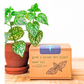 Cultiva un kit de semillas de Polka Dot