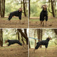 Adjustable Waterproof Dog Raincoat with Harness Reflective 4-Leg Jacket S–5XL