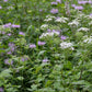 500 Ageratina altissima Seeds | White Snakeroot | Perennial Wildflower for Pollinators, Shade Garden & Native Plant Lovers