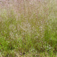 200 CLOUD GRASS Agrostis Nebulosa White Flower Tan Ornamental Grass Seeds