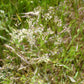 200 CLOUD GRASS Agrostis Nebulosa White Flower Tan Ornamental Grass Seeds
