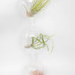 Vertical Garden Display featuring 6 Terrariums with Double Hooks and Air Plants