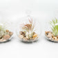 Terrarium Globe with Flat Bottom, Air Plant & River Stones