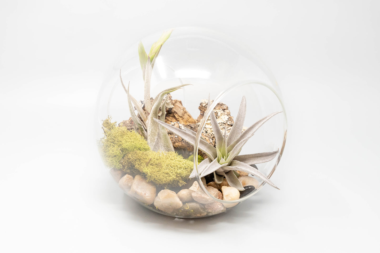 Large Glass Terrarium with 2 Open Ends