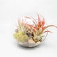Large Glass Terrarium with 2 Open Ends