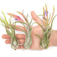 Tillandsia Caput Medusae Air Plants