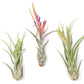 Large Tillandsia Caput Medusae Air Plants / 5-8 Inch Plants