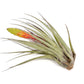 SALE - Large Tillandsia Fasciculata Tricolor Air Plants - Set of 5 or 10 - 50% Off