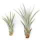 Large Tillandsia Fasciculata Tricolor Golden Torch Air Plants