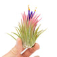 SALE - Large Tillandsia Ionantha Rubra Air Plants - Set of 10 or 20 - 40% Off