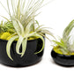 Large Fully Assembled Air Plant Bowl Garden