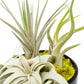 Large Fully Assembled Air Plant Bowl Garden