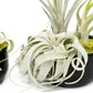 Large Fully Assembled Air Plant Bowl Garden
