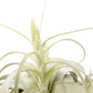 Tillandsia Xerographica Air Plants - Multiple Sizes