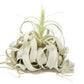 Spectacular Jumbo Tillandsia Xerographica / 8+ Inches Wide