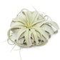 Large Tillandsia Xerographica / 6-8 Inches Wide