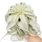 Large Tillandsia Xerographica / 6-8 Inches Wide