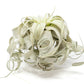 Special Curly Tillandsia Xerographica - Limited Quantities / 6-8 Inches Wide