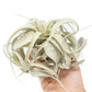 Tillandsia Xerographica Air Plants - Multiple Sizes
