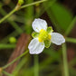 300 Alisma triviale Seeds | Large-Flowered Water Plantain | Native Wetland Perennial | Pollinator & Wildlife Friendly