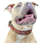 Derby Dog Designer Series USA Leather Padded Alligator With Crystals Dog Collar with Stainless Steel Rolled Buckle for Comfort
