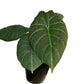 Alocasia Maharani