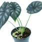 Alocasia Dragon Scale