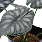 Alocasia Dragon Scale