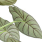 Alocasia Dragon Scale