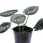 Alocasia Dragon Scale