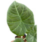 Alocasia Maharani