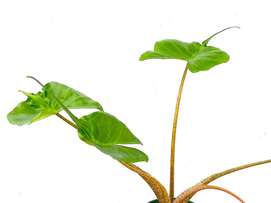 Alocasia Stingray