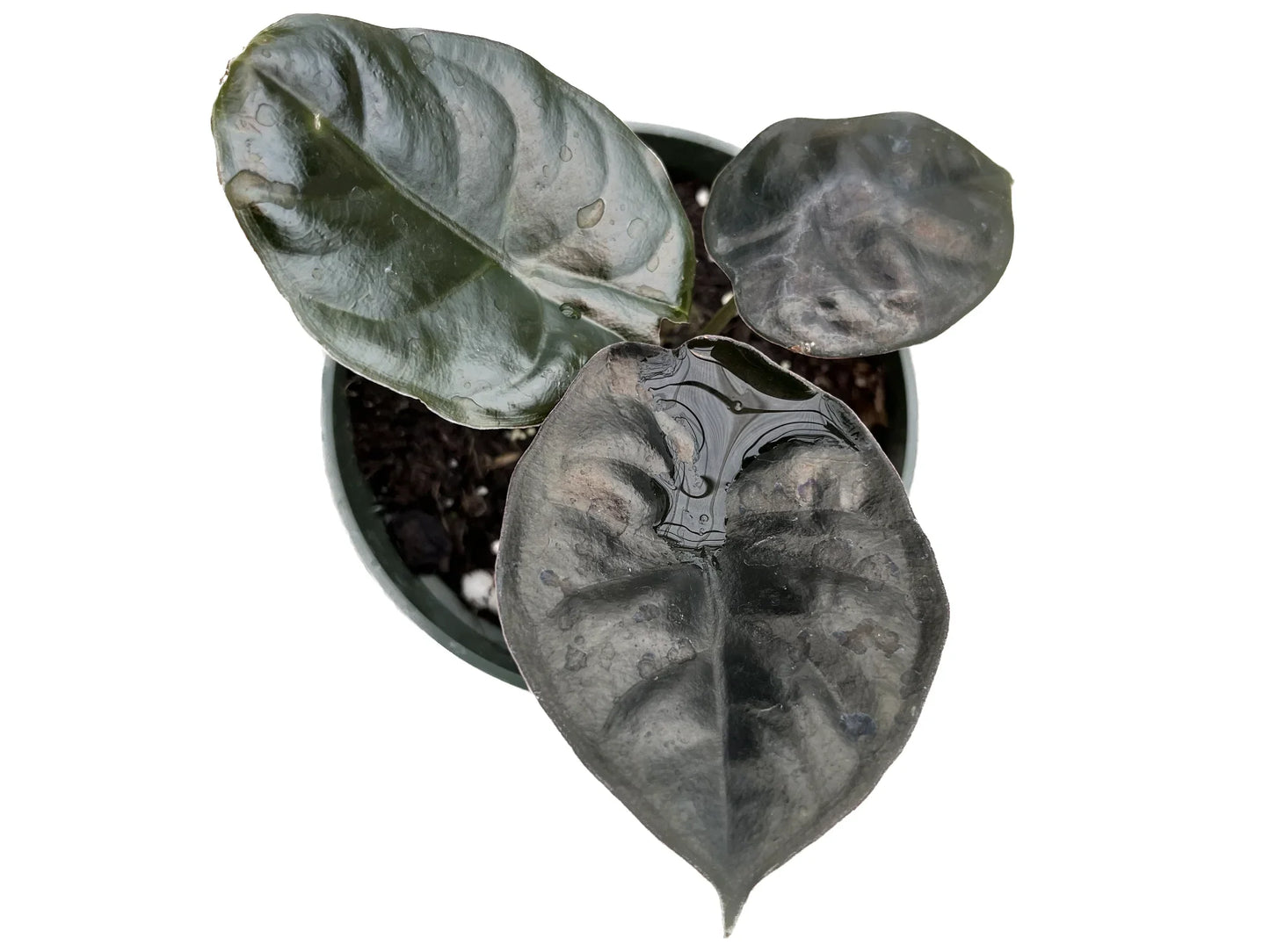 Alocasia Infernalis 'Kapit' - features extraordinary silvery-gray foliage with unique mottled patterns