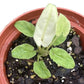 Alocasia lauterbachiana aurea variegated (M)
