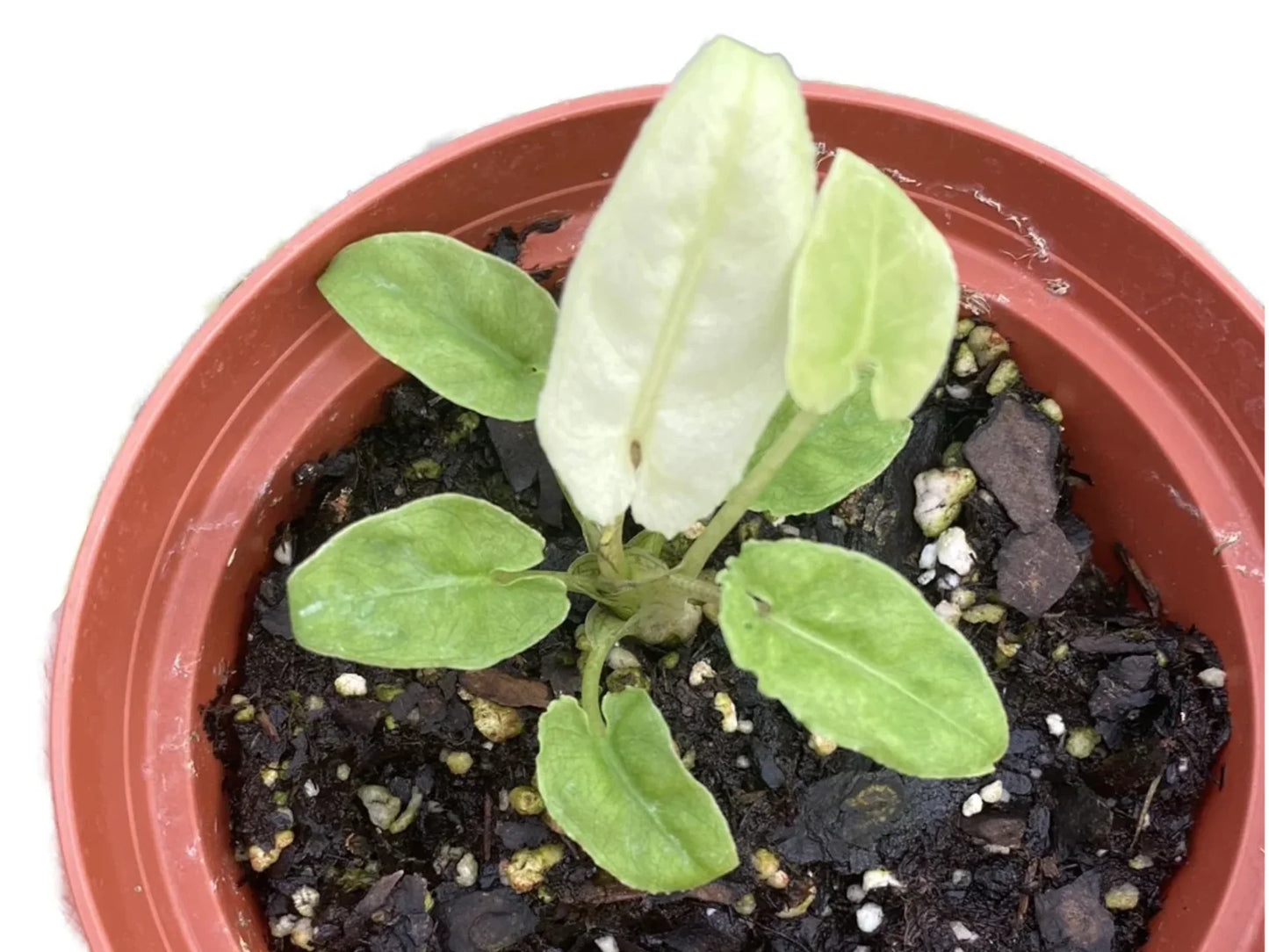 Alocasia lauterbachiana aurea variegated (M)