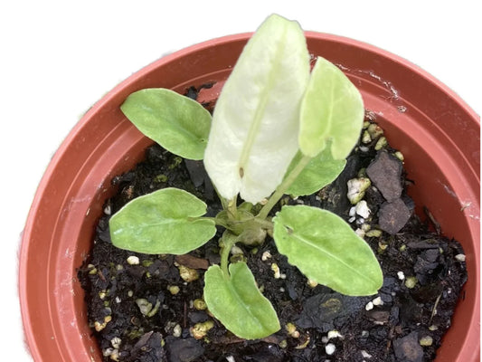 Alocasia lauterbachiana aurea variegated (M)