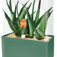 Aloe Seed Square Terrarium