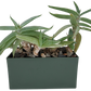 Aloe Seed Square Terrarium